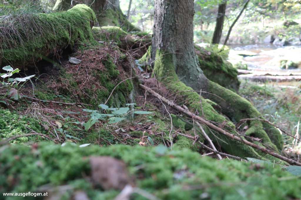 Ausflugsziele Im WALDVIERTEL: 50 Sehenswürdigkeiten-Tipps